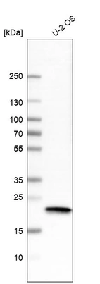 Western blot analysis in human cell line U-2 OS.