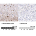 Anti-CRYAB Antibody