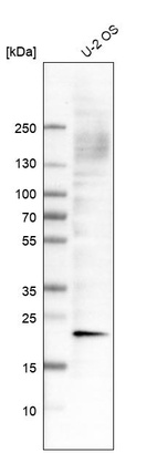 Anti-CRYAB Antibody