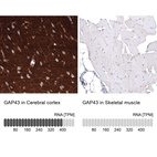 Anti-GAP43 Antibody