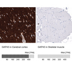 Anti-GAP43 Antibody