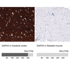 Anti-GAP43 Antibody