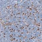 Immunohistochemical staining of human lymph node shows strong membranous positivity in non-germinal center cells and endothelial cells.