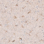 Anti-AIF1 Antibody