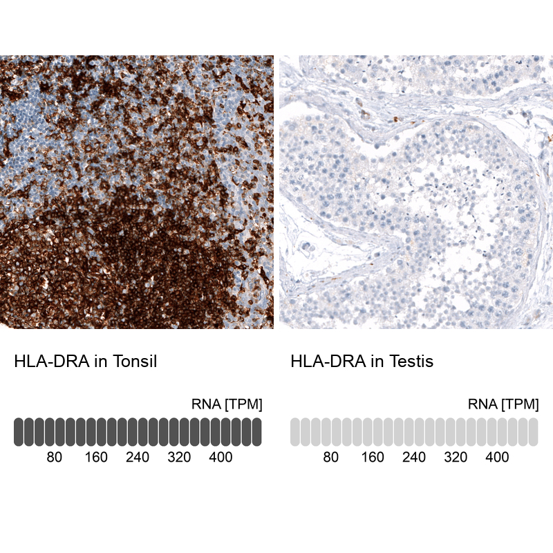 Anti-HLA-DRA Antibody