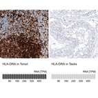 Anti-HLA-DRA Antibody