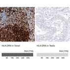 Anti-HLA-DRA Antibody