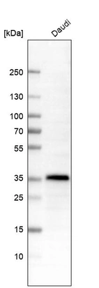 Western blot analysis in human cell line Daudi.
