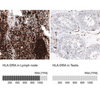 Anti-HLA-DRA Antibody