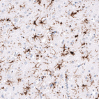 Anti-HLA-DRA Antibody