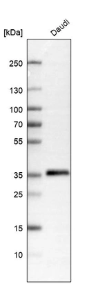 Western blot analysis in human cell line Daudi.