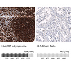 Anti-HLA-DRA Antibody