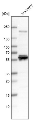 Anti-AMIGO3 Antibody