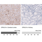 Anti-OPALIN Antibody