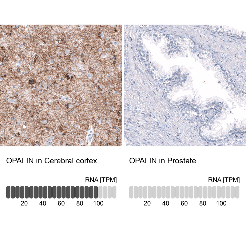 Anti-OPALIN Antibody