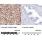 Anti-OPALIN Antibody