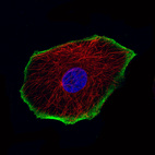 Immunofluorescence staining of MCF7 cells using the Anti-TRPM4 monoclonal antibody, showing specific staining in the plasma membrane in green. Microtubule- and nuclear probes are visualized in red and blue, respectively (where available).