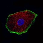 Immunofluorescence staining of MCF7 cells using the Anti-TRPM4 monoclonal antibody, showing specific staining in the plasma membrane in green. Microtubule- and nuclear probes are visualized in red and blue, respectively (where available).