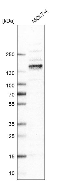 Anti-ITGA4 Antibody
