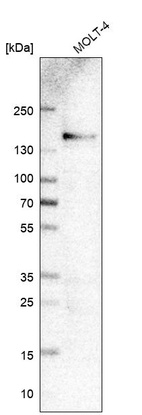 Anti-ITGA4 Antibody