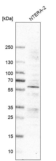 Anti-RGMA Antibody