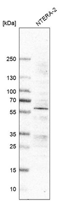 Anti-RGMA Antibody