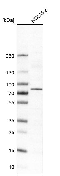 Anti-RIPK1 Antibody