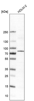 Anti-RIPK1 Antibody