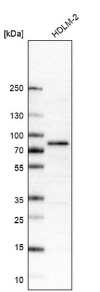 Anti-RIPK1 Antibody