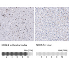 Anti-NKX2-2 Antibody