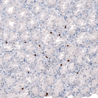 Anti-NKX2-2 Antibody