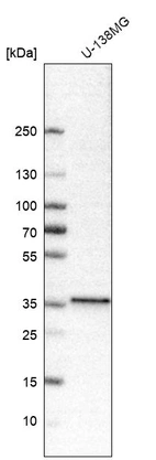 Western blot analysis in human cell line U-138MG.