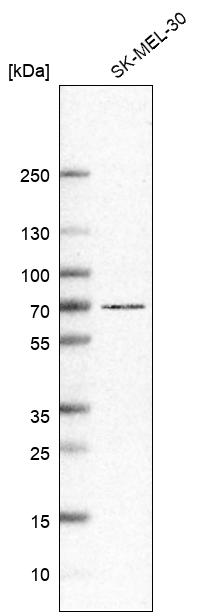 Anti-ADGRG3 Antibody