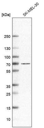 Anti-ADGRG3 Antibody