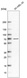 Anti-ADGRG3 Antibody