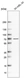 Anti-ADGRG3 Antibody