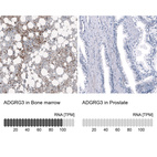 Anti-ADGRG3 Antibody