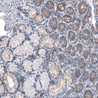 Immunohistochemical staining of human Small intestine shows moderate membranous positivity in glandular cells.