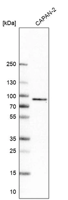 Western blot analysis in human cell line CAPAN-2.