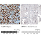 Anti-HMOX1 Antibody