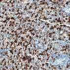 Anti-HMOX1 Antibody