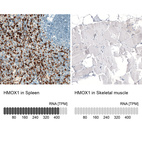 Anti-HMOX1 Antibody