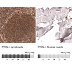 Anti-PTEN Antibody