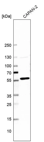 Western blot analysis in human cell line CAPAN-2.