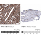 Anti-PTEN Antibody