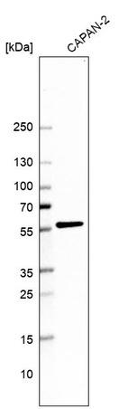 Western blot analysis in human cell line CAPAN-2.