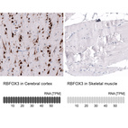 Anti-RBFOX3 Antibody