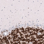 Immunohistochemical staining of human cerebellum shows strong nuclear positivity in cells in granular layer.