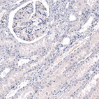 Anti-RBFOX3 Antibody