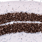 Immunohistochemical staining of mouse cerebellum shows strong nuclear positivity in cells in granular layer.